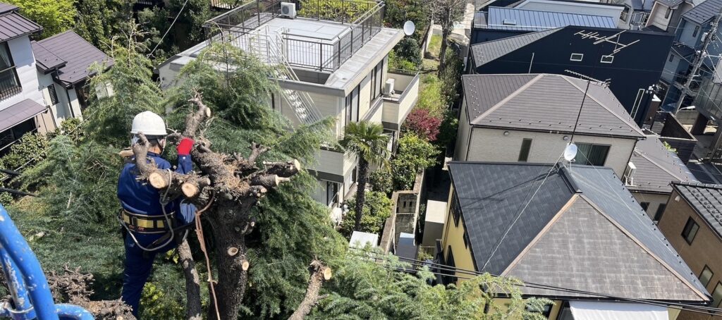 高木剪定工事