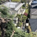高木剪定工事